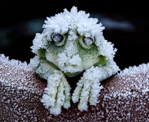 Frogs in Winter