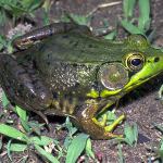 Bronze Frog James Harding