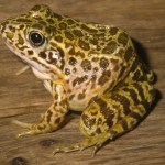Crawfish Frog James Harding