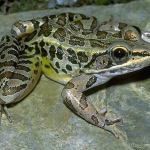 Pickerel Frog Jame Harding