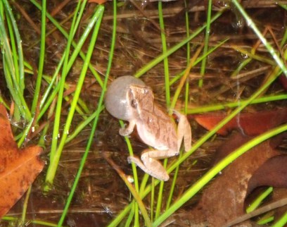 Frog Calls of a Spring Peeper