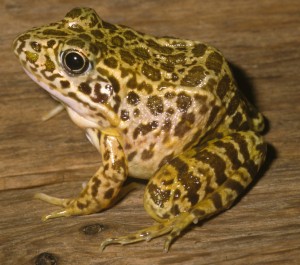 Crawfish Frog James Harding