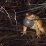 Dwarf American Toad