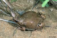 Westerm Narrow-mouthed Toad