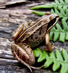 Wood Frog James Harding