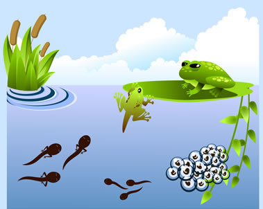 Frog Links for Kids