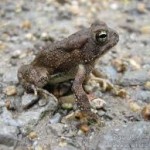 Dwarf American Toad