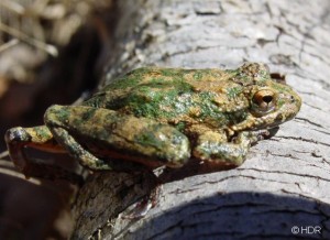 Cricket Frog RdMt HDR