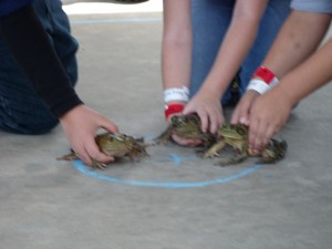 Bullfrog Races