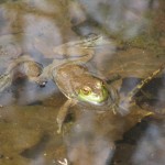 American Bullfrog