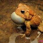 Dwarf American Toad