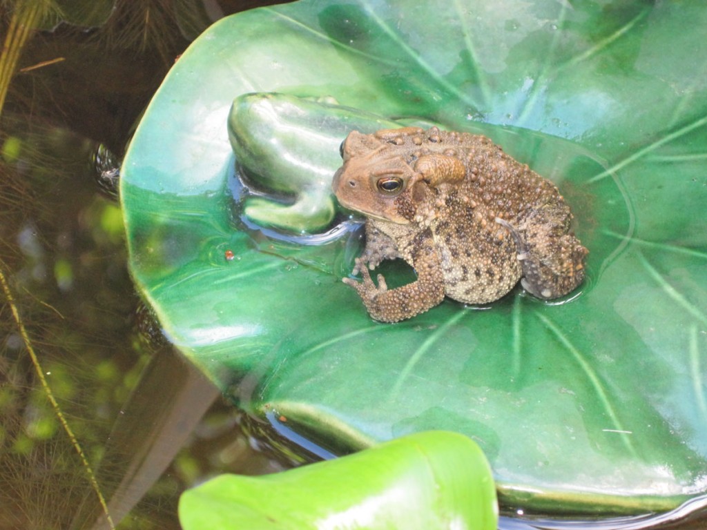 Toad with Birdbath Frog